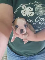 Delilah, a female English Bulldog for sale in Maurice, IA – 4 of 4
