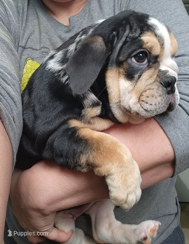 Eve – English Bulldog puppy for sale in Maurice, IA