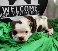 Kosher, a male English Bulldog for sale in Maurice, IA – 3 of 7