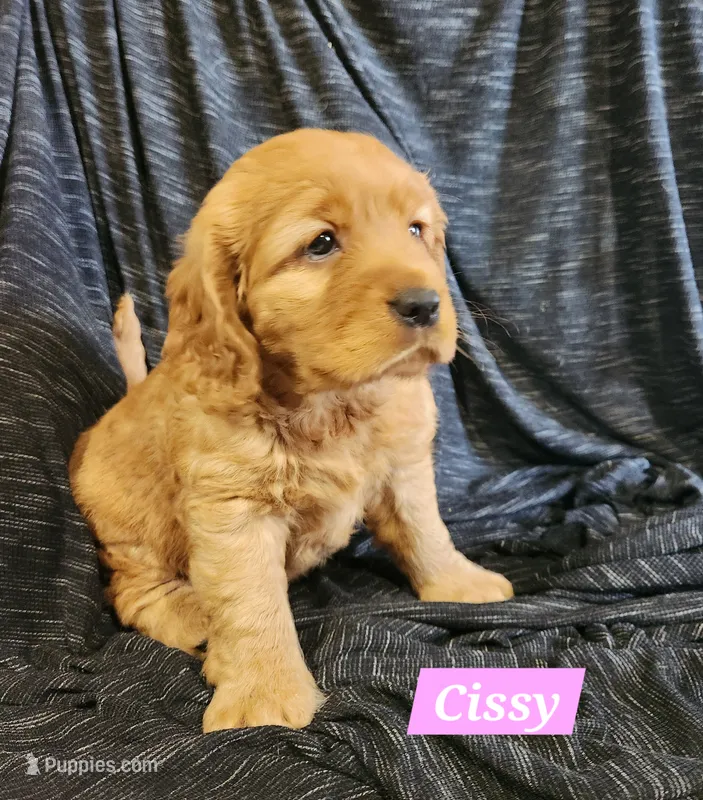 Cissy – Golden Cocker Retriever puppy for sale in Maurice, IA