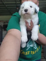 Eggs, a male Old English Sheepdog for sale in Maurice, IA – 2 of 3