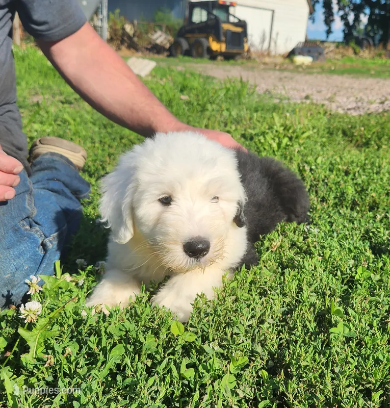 Eggs – Old English Sheepdog puppy for sale in Maurice, IA