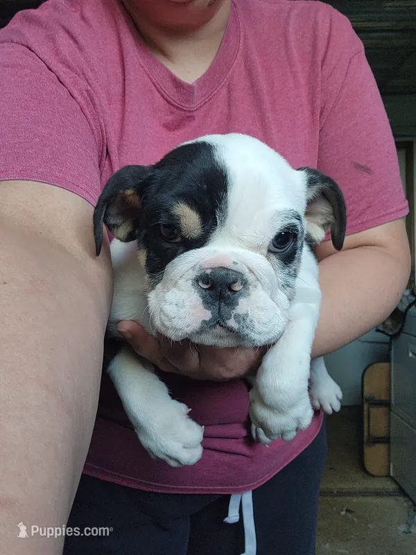 Dill – English Bulldog puppy on hold in Maurice, IA