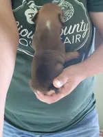 Deborah , a female English Bulldog for sale in Maurice, IA – 2 of 3