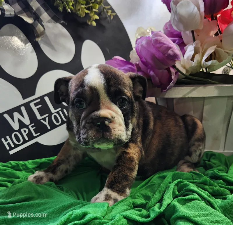 Darla – English Bulldog puppy for sale in Maurice, IA