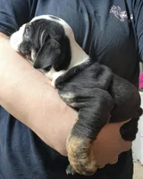 Keith, a male English Bulldog for sale in Maurice, IA – 3 of 7