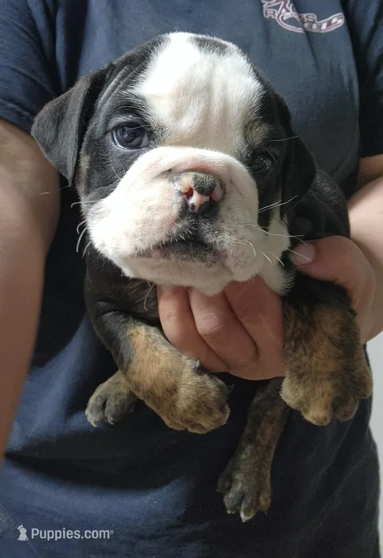 Keith – English Bulldog puppy for sale in Maurice, IA