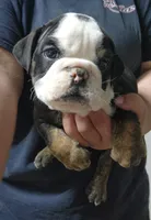 Keith, a male English Bulldog for sale in Maurice, IA – 1 of 7