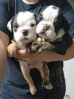 Keith, a male English Bulldog for sale in Maurice, IA – 4 of 7