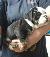 Keith, a male English Bulldog for sale in Maurice, IA – 2 of 7