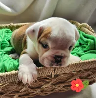 Evelyn, a female English Bulldog for sale in Maurice, IA – Photo 5 of 5