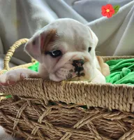 Evelyn, a female English Bulldog for sale in Maurice, IA – Photo 3 of 5