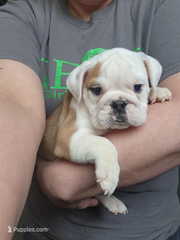 Evelyn – English Bulldog puppy for sale in Maurice, IA