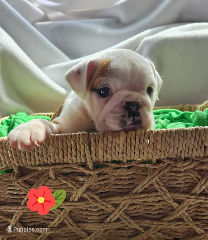 Evelyn – English Bulldog puppy on hold in Maurice, IA