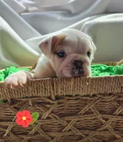 Evelyn, a female English Bulldog for sale in Maurice, IA – Photo 1 of 5