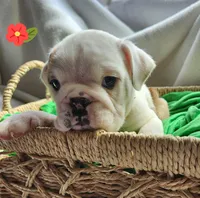 Evelyn, a female English Bulldog for sale in Maurice, IA – Photo 4 of 5