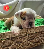 Evelyn, a female English Bulldog for sale in Maurice, IA – Photo 2 of 5