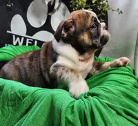 Alfalfa , a male English Bulldog for sale in Maurice, IA – 4 of 7