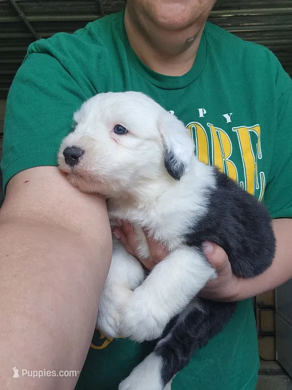 Eggs – Old English Sheepdog puppy for sale in Maurice, IA