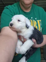 Eggs, a male Old English Sheepdog for sale in Maurice, IA – 1 of 3