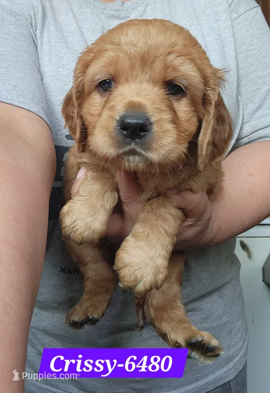 Crissy – Golden Cocker Retriever puppy for sale in Maurice, IA