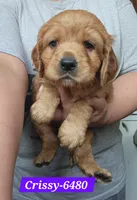 Crissy, a female Golden Cocker Retriever for sale in Maurice, IA – 1 of 5