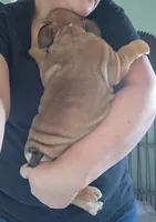 Deborah , a female English Bulldog for sale in Maurice, IA – 2 of 6