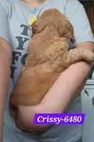 Crissy, a female Golden Cocker Retriever for sale in Maurice, IA – 3 of 5