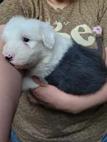 Gravy, a male Old English Sheepdog for sale in Maurice, IA – 3 of 3