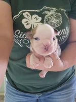 Adam, a male English Bulldog for sale in Maurice, IA – 4 of 4