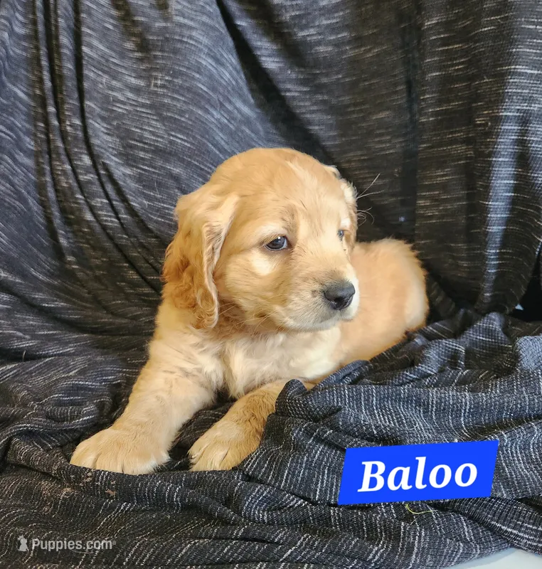 Baloo – Golden Cocker Retriever puppy for sale in Maurice, IA