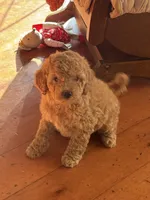 Gideon, a male Goldendoodle for sale in Utah, UT – Photo 5 of 6