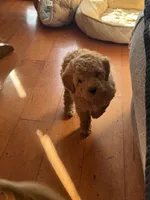 Gideon, a male Goldendoodle for sale in Utah, UT – Photo 3 of 6