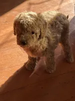 Gideon, a male Goldendoodle for sale in Utah, UT – Photo 2 of 6