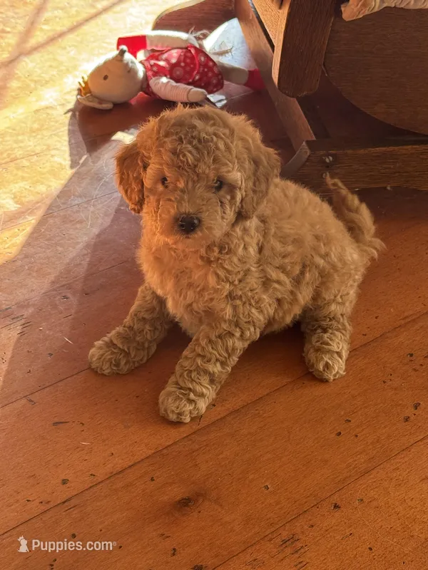 Gideon – Goldendoodle puppy for sale in Utah, UT