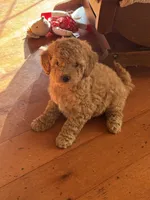 Gideon, a male Goldendoodle for sale in Utah, UT – Photo 1 of 6