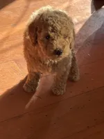 Gideon, a male Goldendoodle for sale in Utah, UT – Photo 4 of 6