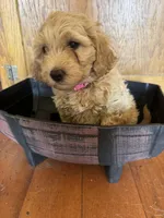 Daisy, a female Goldendoodle for sale in Utah, UT – Photo 4 of 5