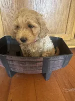Daisy, a female Goldendoodle for sale in Utah, UT – Photo 2 of 5