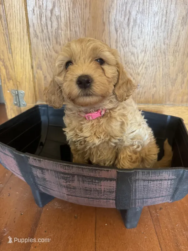 Daisy – Goldendoodle puppy for sale in Utah, UT