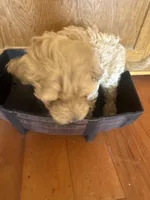 Daisy, a female Goldendoodle for sale in Utah, UT – Photo 3 of 5