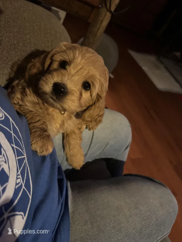 Milly – Goldendoodle puppy for sale in Utah, UT