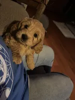 Milly, a female Goldendoodle for sale in Utah, UT – Photo 1 of 6
