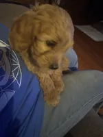 Milly, a female Goldendoodle for sale in Utah, UT – Photo 2 of 6