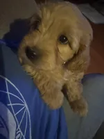 Milly, a female Goldendoodle for sale in Utah, UT – Photo 6 of 6