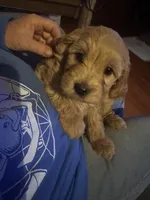 Milly, a female Goldendoodle for sale in Utah, UT – Photo 4 of 6