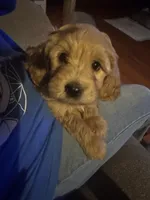 Milly, a female Goldendoodle for sale in Utah, UT – Photo 3 of 6