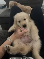 Pink, a female Golden Retriever for sale in Bethlehem, GA – 2 of 3