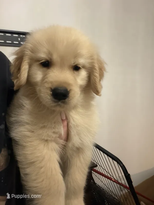 Pink – Golden Retriever puppy for sale in Bethlehem, GA