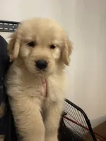 Pink, a female Golden Retriever for sale in Bethlehem, GA – 1 of 3